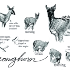 Field sketches of a pronghorn and her fawns