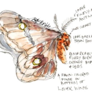 Field illustrations of a polyphemus moth