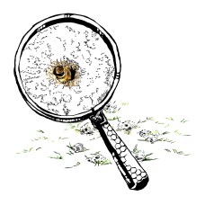 One of several illustrations produced for the North Carolina State University's "Your Wildlife" "Students Discover" citizen science project focused on studying the impacts of bee germs on native bee populations