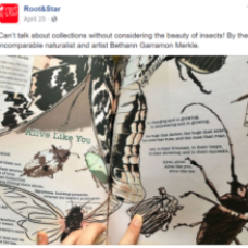 Insect collecting illustrations & accompanying poem, commissioned by "Root & Star" magazine